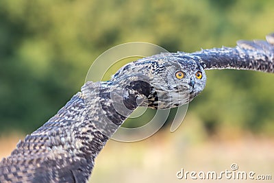 European eagle owl in flight. Eagle-owl flying with wings outstretched. Stock Photo
