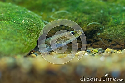 European eel - Anguilla anguilla is a species of eel, a snake-like, catadromous fish. They can reach a length of 1.5 m, juvenile Stock Photo