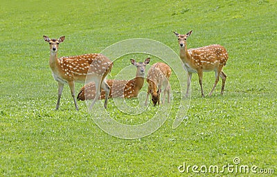 European Fallow Deer Stock Photo