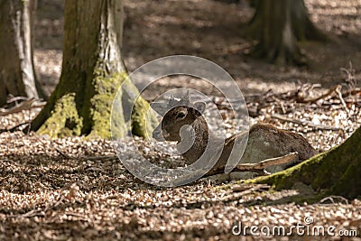 European fallow deer - Dama dama - young fallow deer lying on a leaf in a deciduous forest with beautiful bokeh Stock Photo