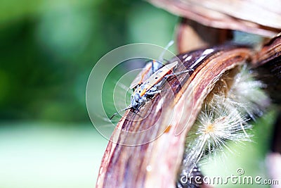 European firebug - a pair close up Stock Photo