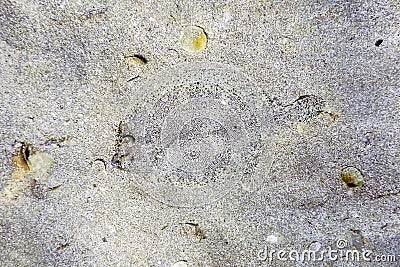 European Flounder Camouflaged Underwater, Perfect Camouflaged Wildlife Stock Photo