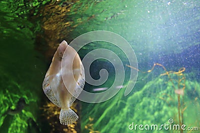 European flounder Stock Photo