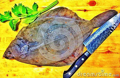 European flounder fish Stock Photo