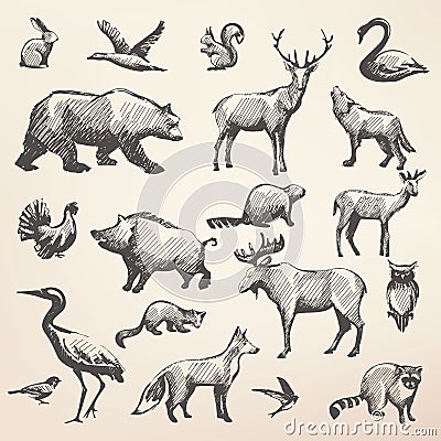 European forrest wild animals collection Vector Illustration