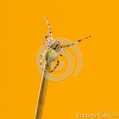 European garden spider, Araneus diadematus Stock Photo