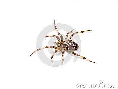 Araneus diadematus garden spider with cross pattern on the back Stock Photo