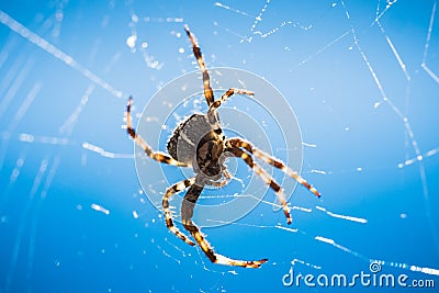 European Garden Spider or Diadem Spider in its Web Close Up Stock Photo