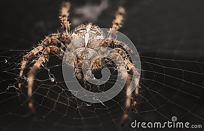 Extreme Detail European Garden Spider on web Stock Photo