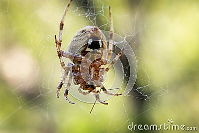 European Garden Spider Lurking on Web Stock Photo