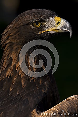 European Golden Eagle Stock Photo