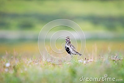 European golden plover in the tundra of Yamal peninsula, Stock Photo