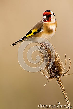 European Goldfinch Stock Photo