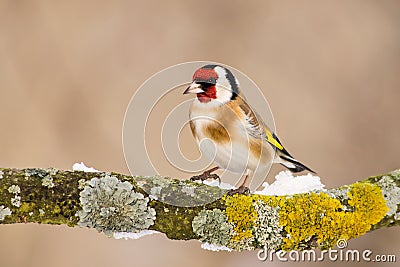 European Goldfinch Stock Photo