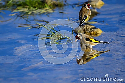 The European goldfinch or cardelina is a passerine bird belonging to the finch family. Stock Photo