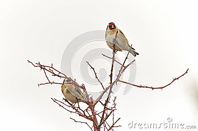 The European goldfinch or cardelina is a passerine bird belonging to the finch family Stock Photo