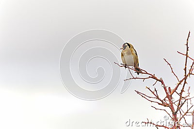 The European goldfinch or cardelina is a passerine bird belonging to the finch family. Stock Photo