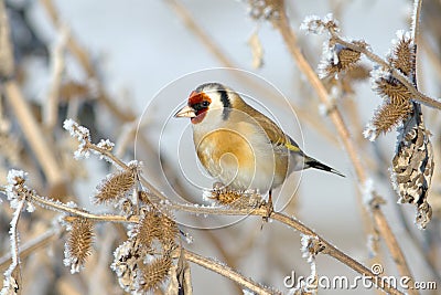 European Goldfinch (Carduelis carduelis) Stock Photo