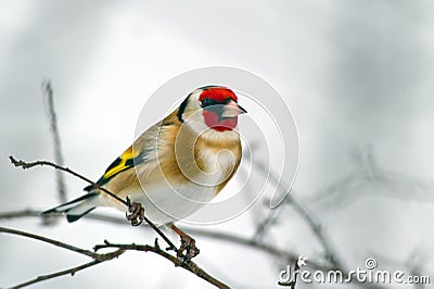 European Goldfinch (Carduelis carduelis) Stock Photo