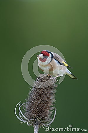 European Goldfinch (Carduelis carduelis) feeding Stock Photo