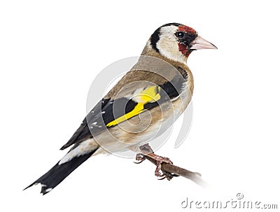 European Goldfinch, carduelis carduelis, perched on a branch Stock Photo