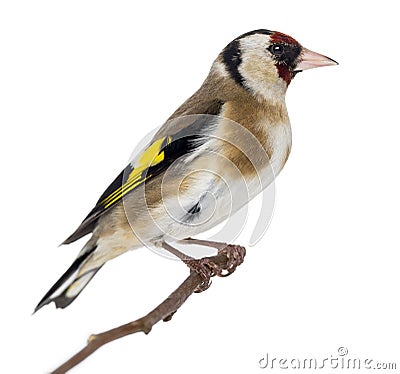 European Goldfinch, carduelis carduelis, perched on a branch Stock Photo