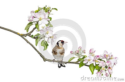 European Goldfinch, carduelis carduelis, perched on a flowering branch Stock Photo