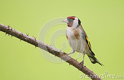 European Goldfinch (Carduelis carduelis) Stock Photo