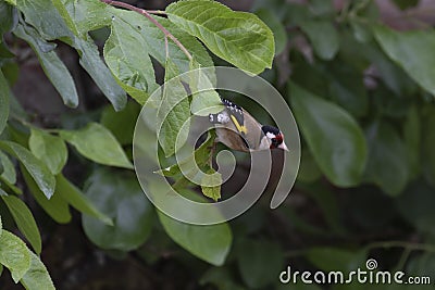 European goldfinch, Carduelis carduelis, perched on tree leaf feeding fledgling during june in scotland. Stock Photo