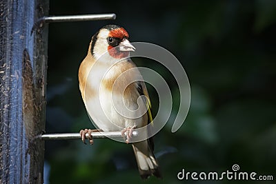 European Goldfinch (Carduelis carduelis) Stock Photo