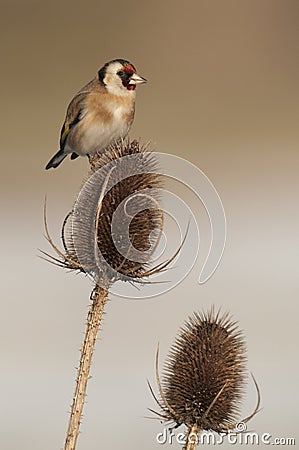 European Goldfinch (Carduelis carduelis) on winter teasel Stock Photo
