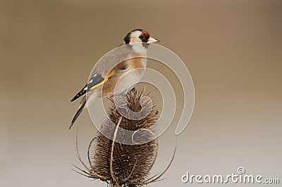 European Goldfinch (Carduelis carduelis) on winter teasel Stock Photo