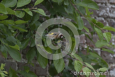 European goldfinch, Carduelis carduelis, perched on tree leaf feeding fledgling during june in scotland. Stock Photo