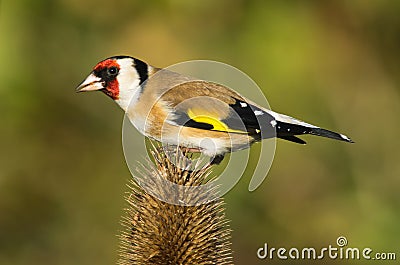 European Goldfinch close-up Stock Photo