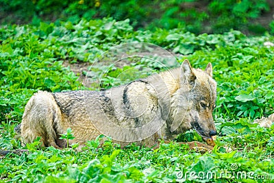 European gray wolf eats meat in a natural environment in the forest Stock Photo