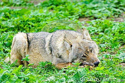 European gray wolf eats meat in a natural environment in the forest Stock Photo