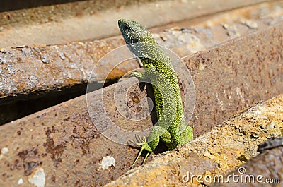 European green lizzard Stock Photo