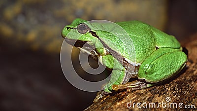 European green tree frog Hyla arborea formerly Rana arborea Stock Photo