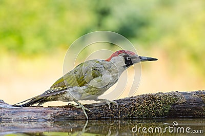 European Green Woodpecker - Picus viridis Stock Photo