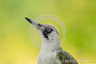 European Green Woodpecker - Picus viridis Stock Photo