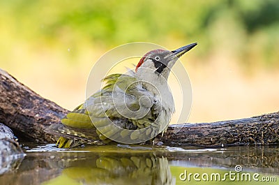 European Green Woodpecker - Picus viridis Stock Photo