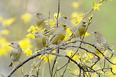 European Greenfinch birds (Carduelis chloris) Stock Photo