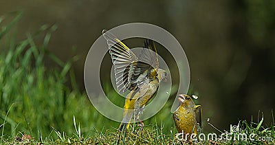 European Greenfinch, carduelis chloris, Adult in Flight, Fighting, Normandy in France Stock Photo