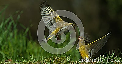 European Greenfinch, carduelis chloris, Adult in Flight, Fighting, Normandy in France Stock Photo