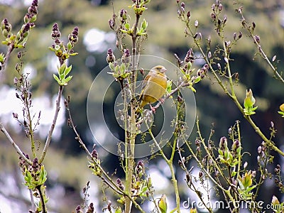 European greenfinch, Carduelis chloris, on lilac bush Stock Photo