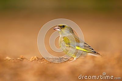 European Greenfinch - Chloris chloris, beautiful passerine bird Stock Photo