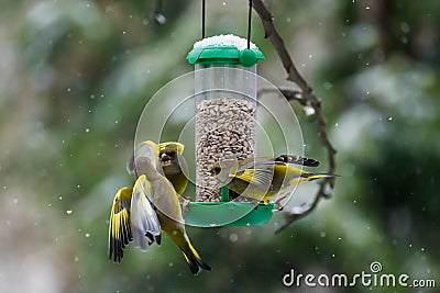 European greenfinch Chloris chloris at bird feeder Stock Photo