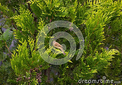 European greenfinch sitting on arborvitae Smaragd, and turned hi Stock Photo