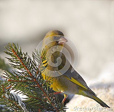 European greenfinch on a snowy branch Stock Photo