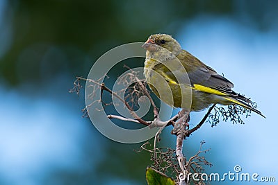 European greenfinch on the west coast,Halland,Varberg, Sweden Stock Photo